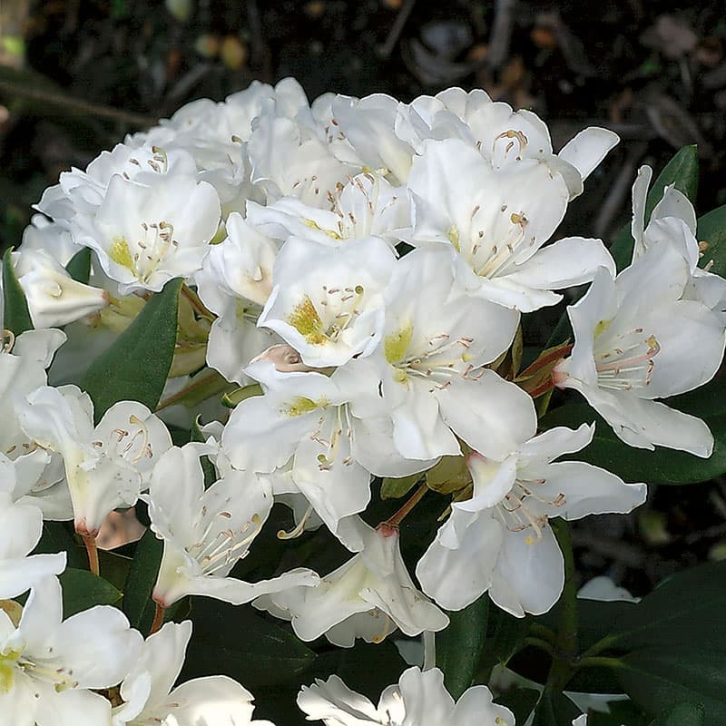 Rhododendron Cunninghams White 30–40, 10-pack vit 1,5–2 m halvskugga zon1–4