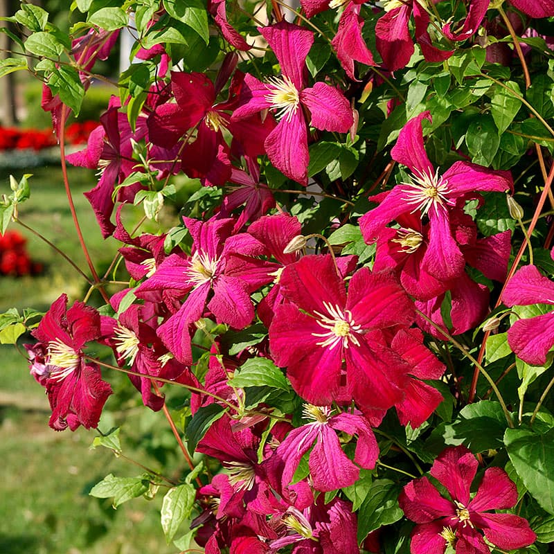 Klematis 'Madame Julia Correvon', rosenröda blommor juni–sep höjd 3–4m zon1–4, klätterväxt