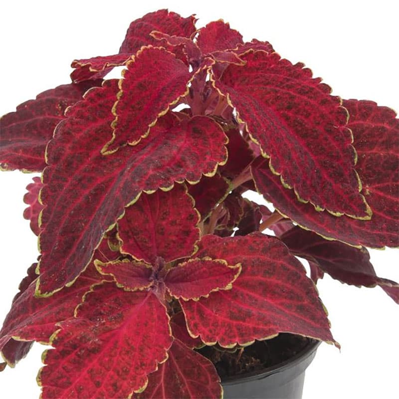 Palettblad 'Fairway Red Velvet', färg: röd, höjd: 20-25 cm, bredd: 25 cm, läge: skugga/halvskugga.